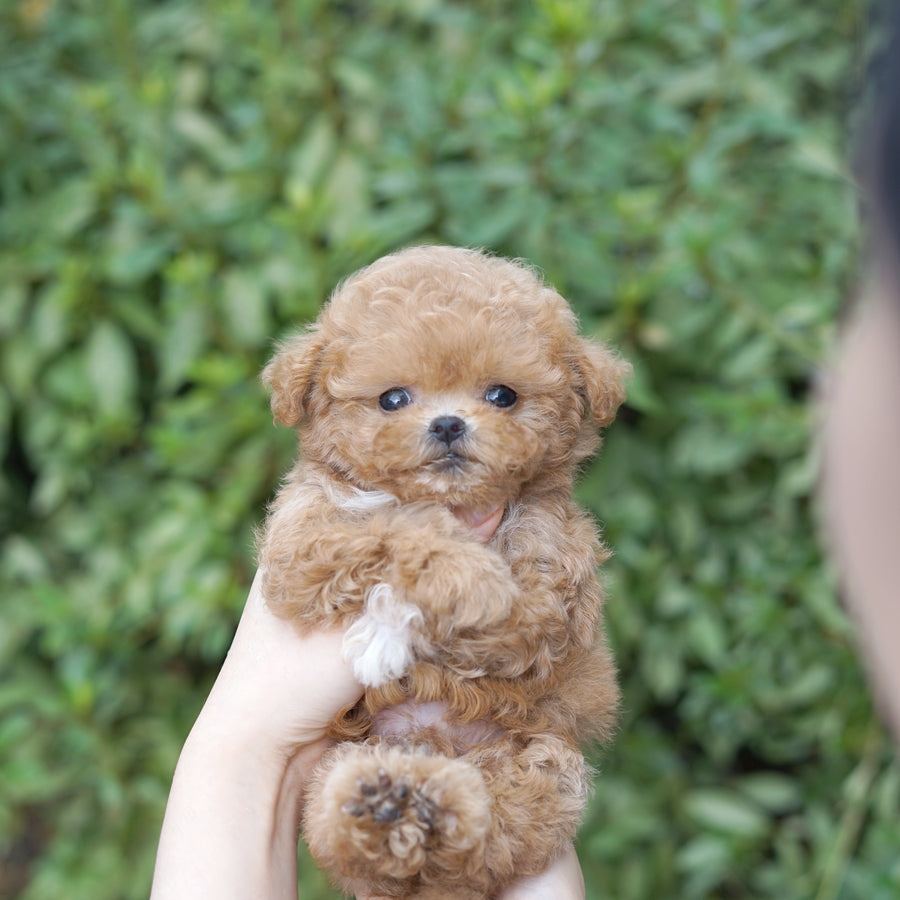 Mini Maltipoo - Geoffrey