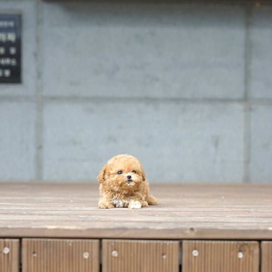 Mini Maltipoo - Geoffrey