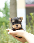 Yorkshire Terrier - Janafer