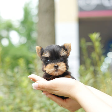 Yorkshire Terrier - Janafer