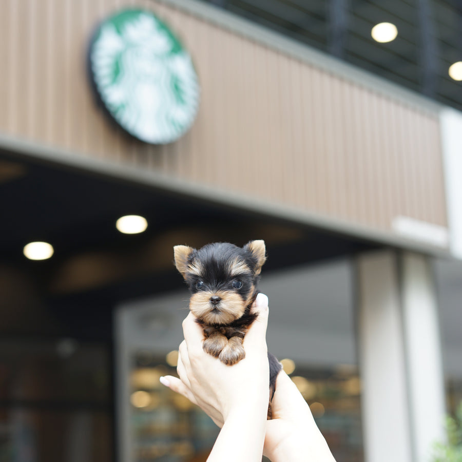 Yorkshire Terrier - Janafer