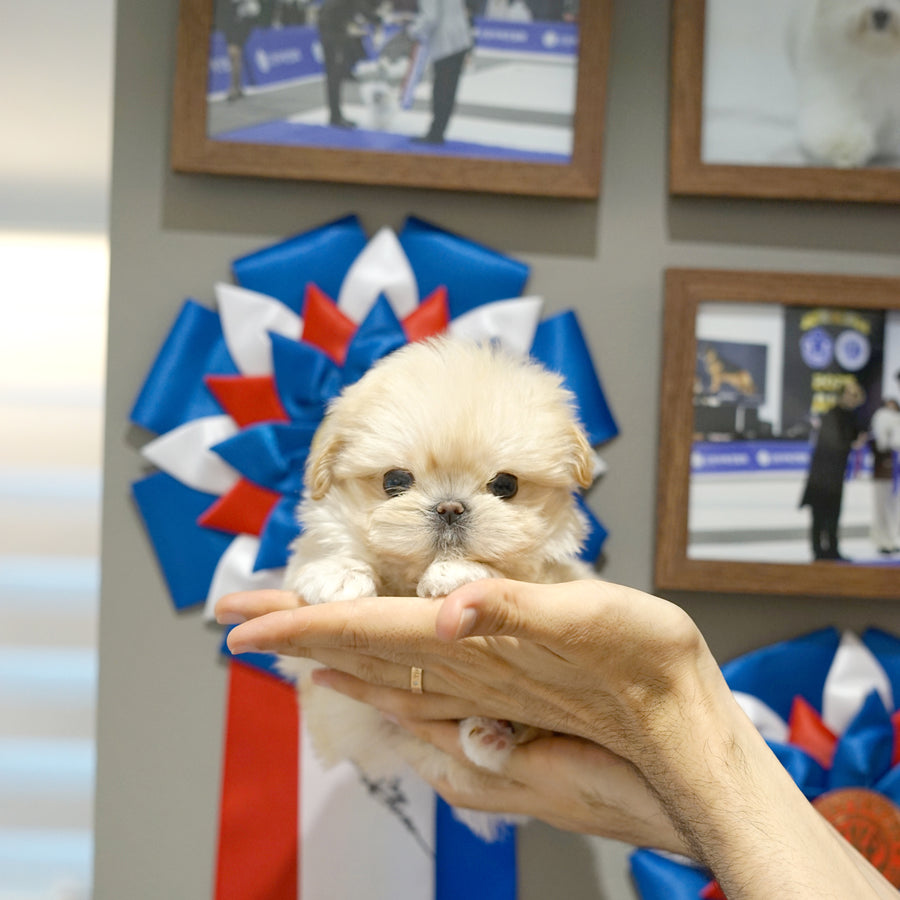 Mini Maltipoo - Tovi