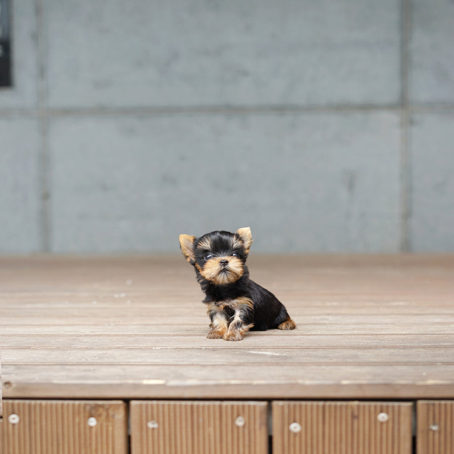 Yorkshire Terrier - Janafer