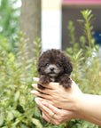 Tiny Silver Poodle - Edgar