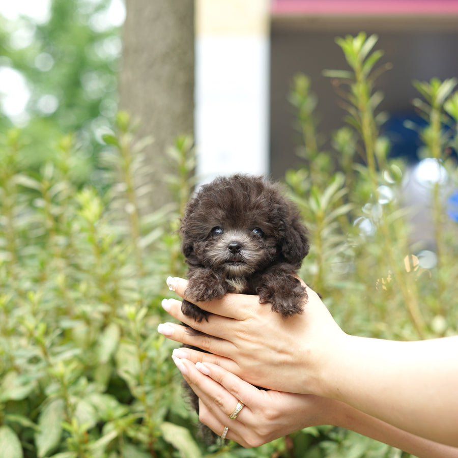 Tiny Silver Poodle - Edgar