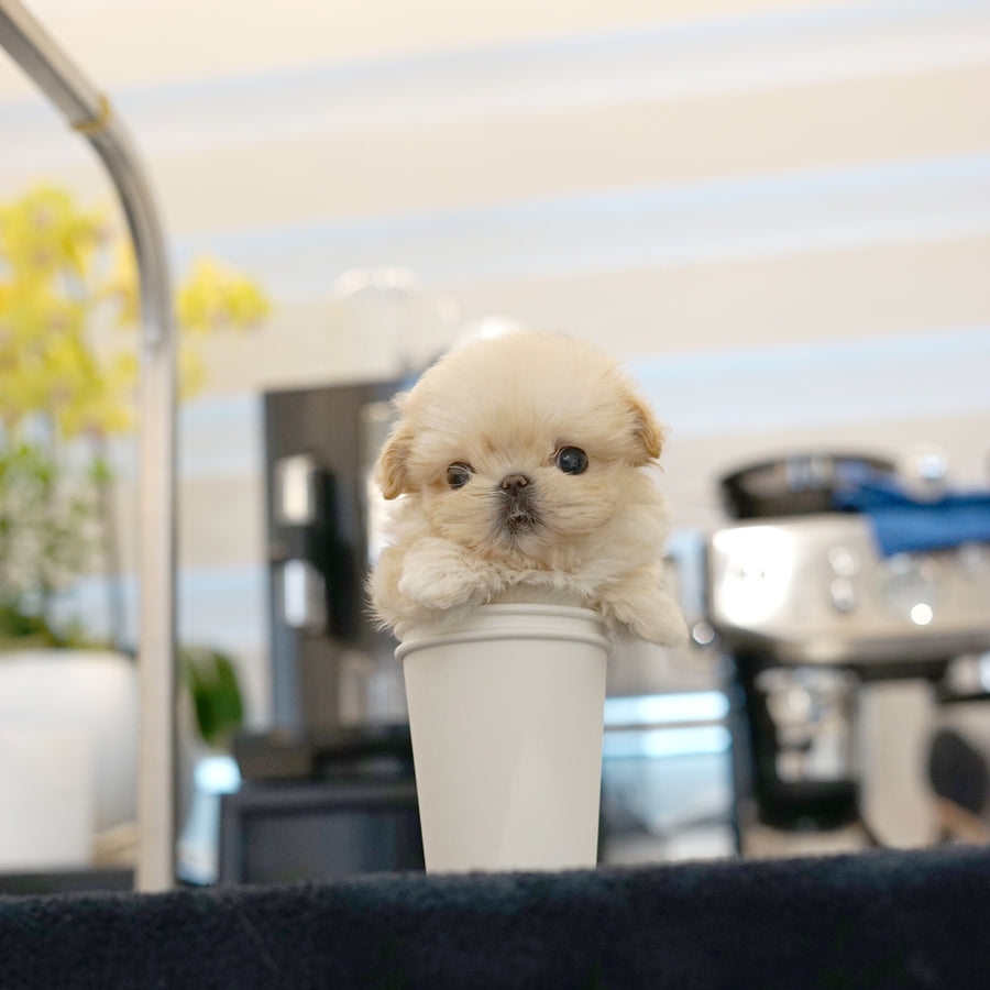Mini Maltipoo - Tovi