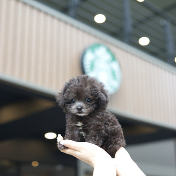 Tiny Silver Poodle - Edgar