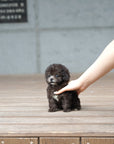 Tiny Silver Poodle - Edgar