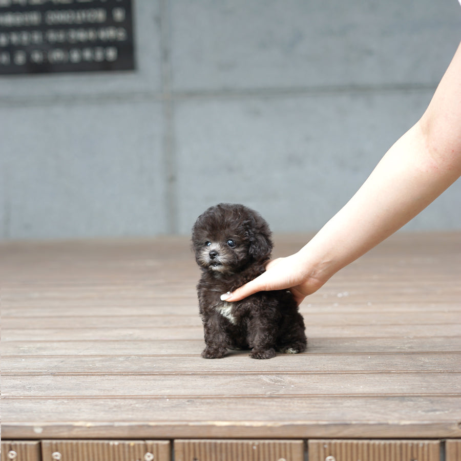 Tiny Silver Poodle - Edgar