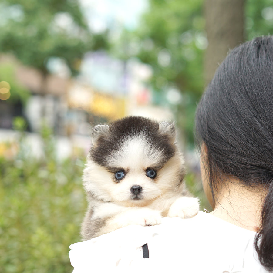 Pomsky - Gabrielle