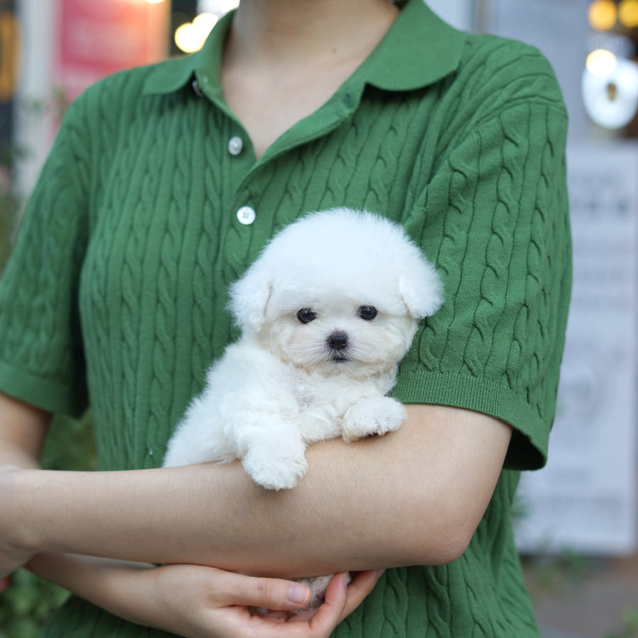 Teddy Bichon - Adam