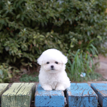 Teddy Bichon - Adam