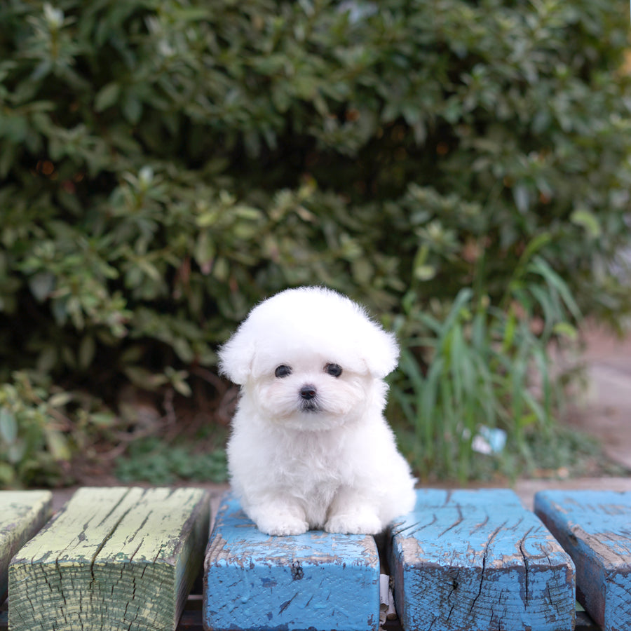 Teddy Bichon - Adam