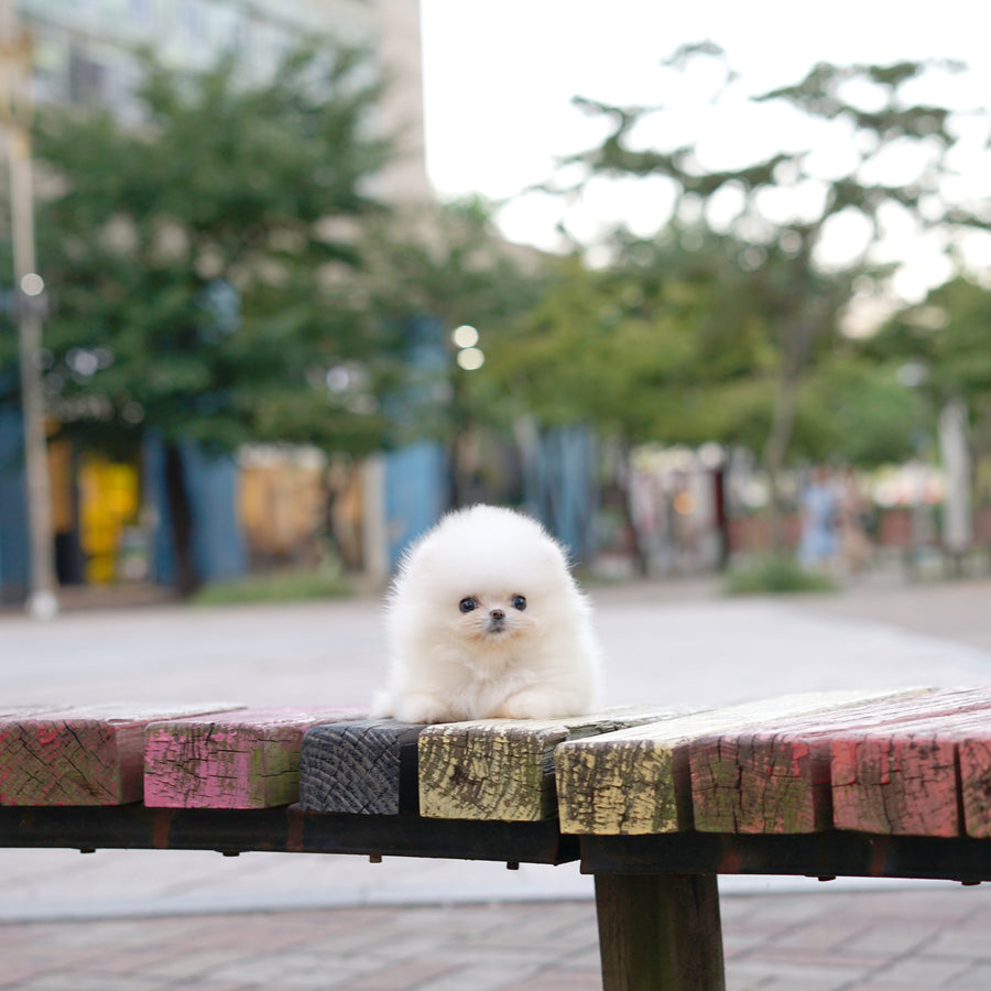 Pomeranian - Harold