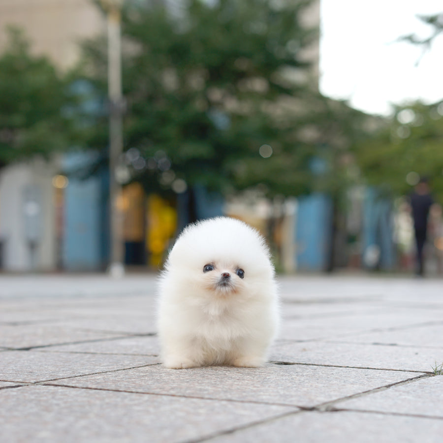 Pomeranian - Harold