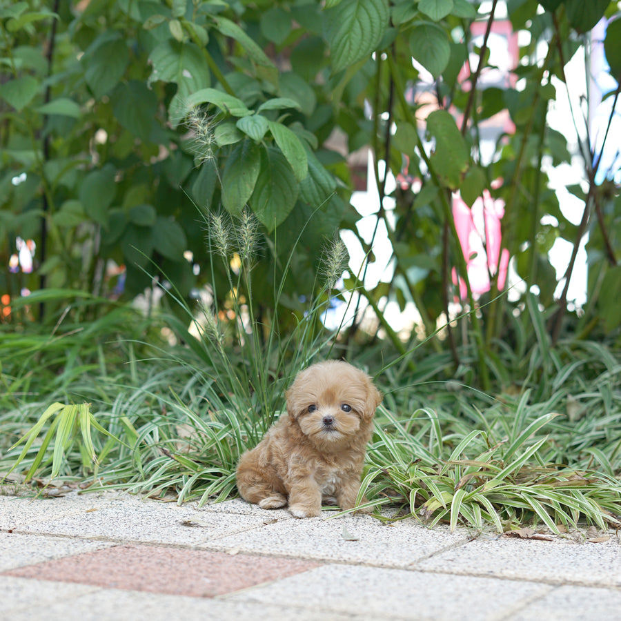 Mini Maltipoo - Grape