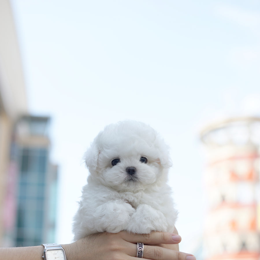 Teddy Bichon - Joy