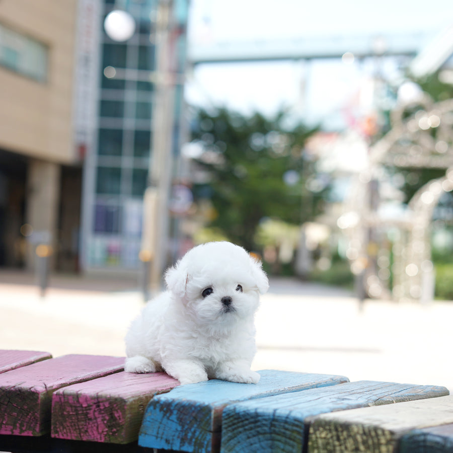 Teddy Bichon - Joy