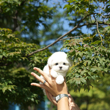 Teddy Bichon - Joy