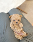 Mini Maltipoo - Anna