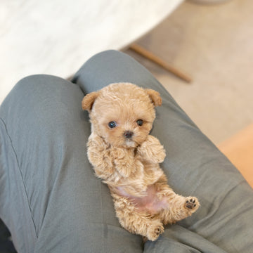 Mini Maltipoo - Anna