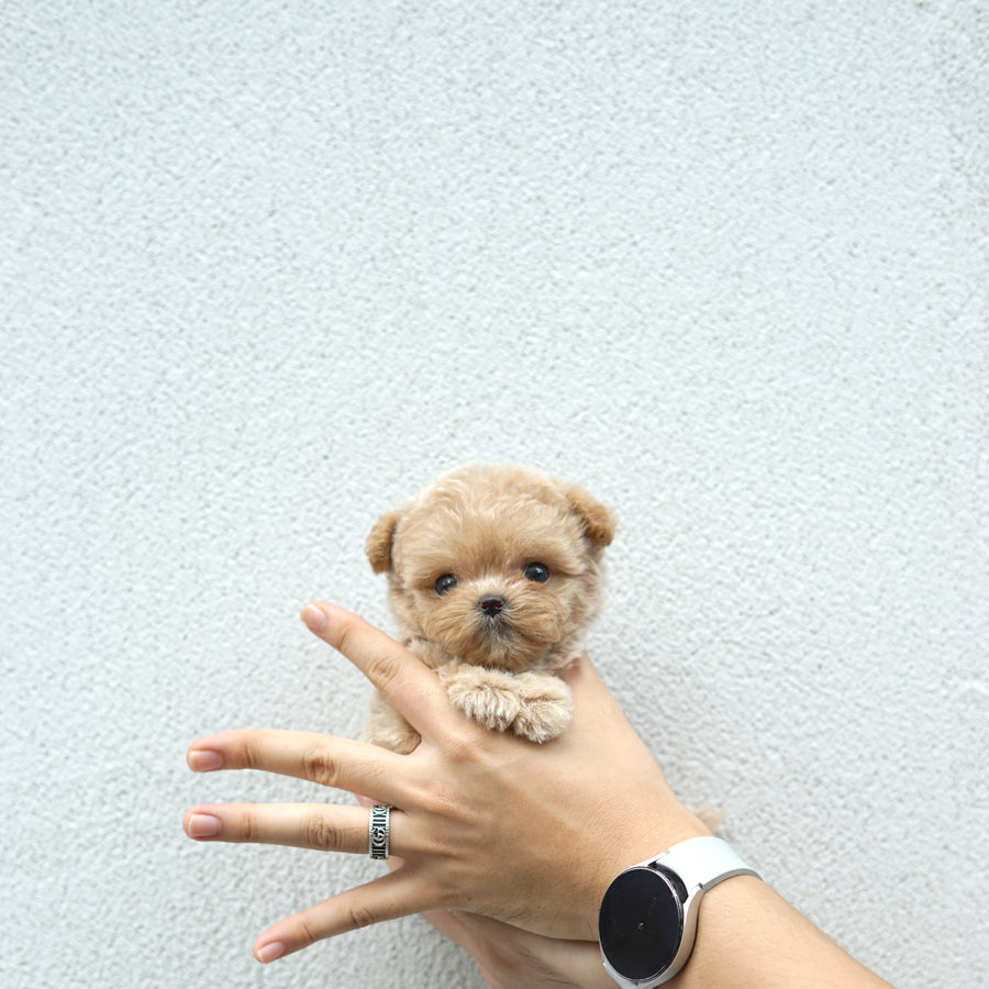 Mini Maltipoo - Anna