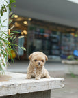 Mini Maltipoo - Anna