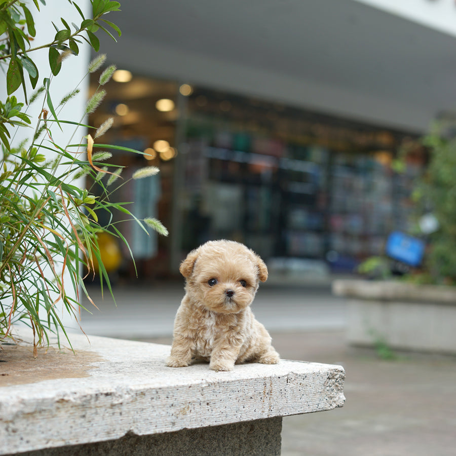 Mini Maltipoo - Anna