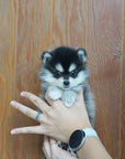 Pomsky - Lucy