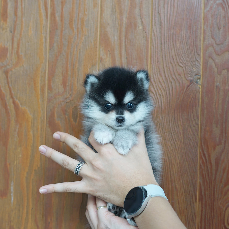 Pomsky - Lucy