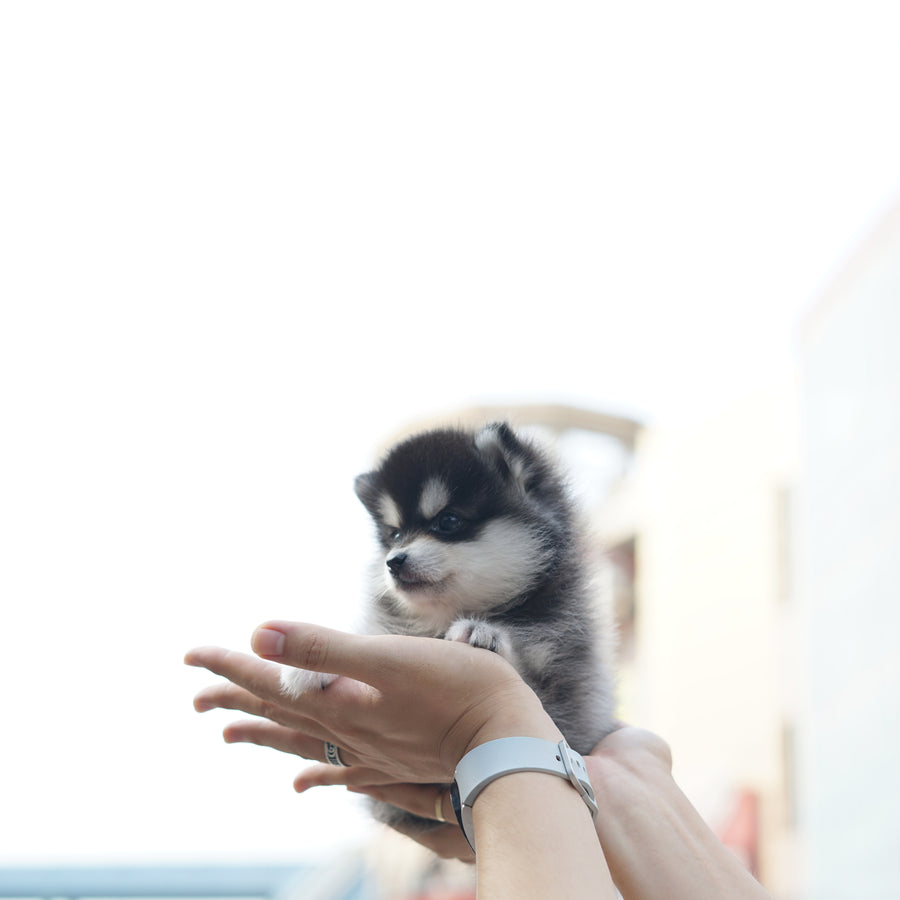 Pomsky - Lucy