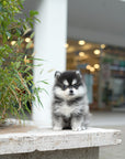 Pomsky - Lucy