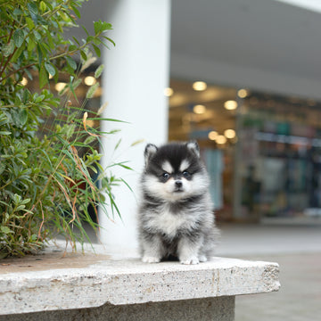 Pomsky - Lucy