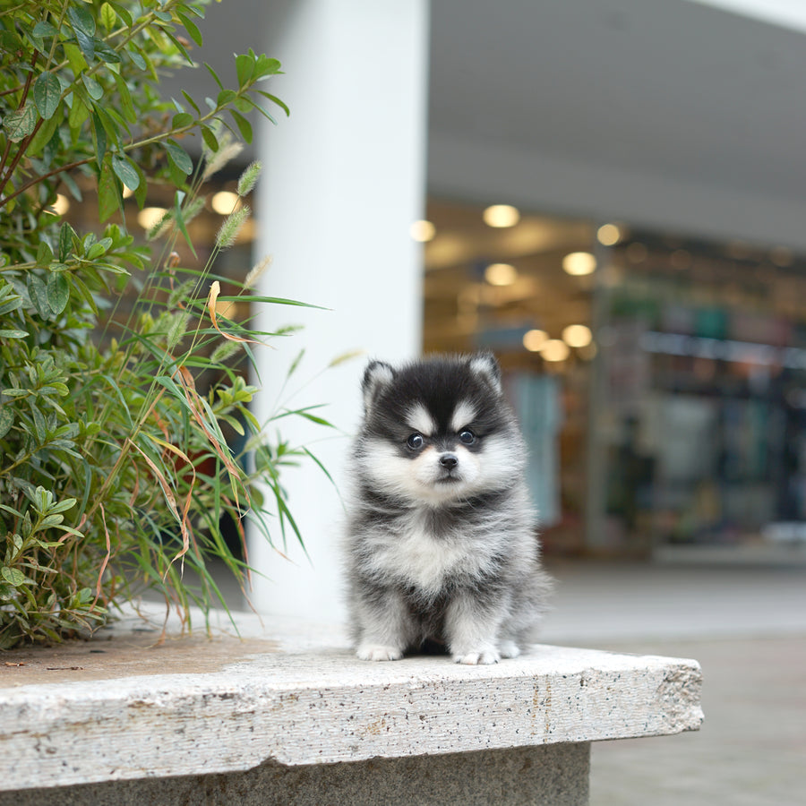 Pomsky - Lucy