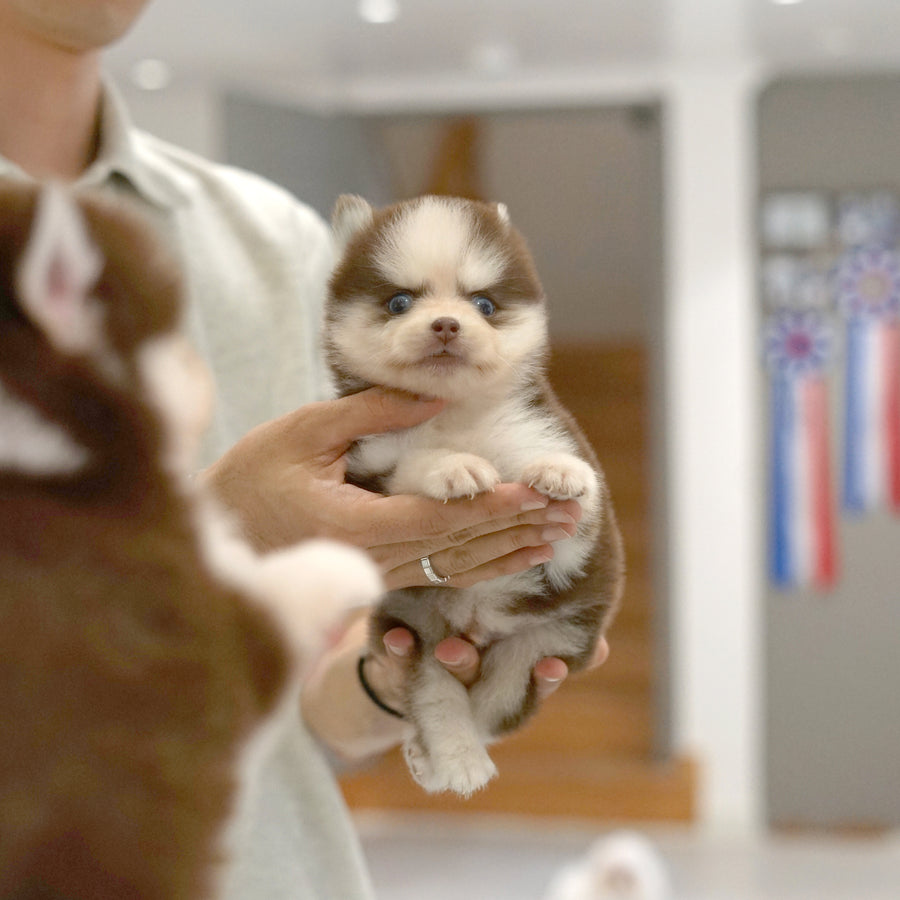 Pomsky - Rusty