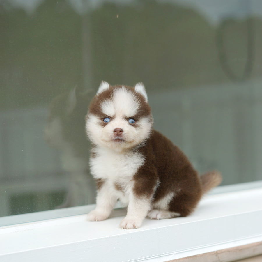 Pomsky - Rusty