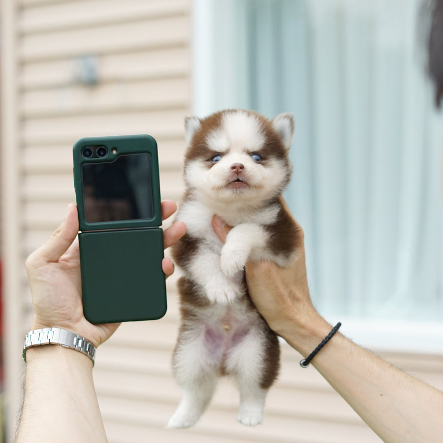 Pomsky - Rusty
