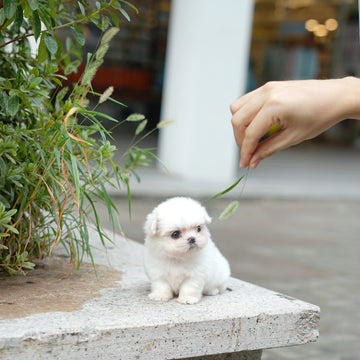 Maltese - Brooklyn