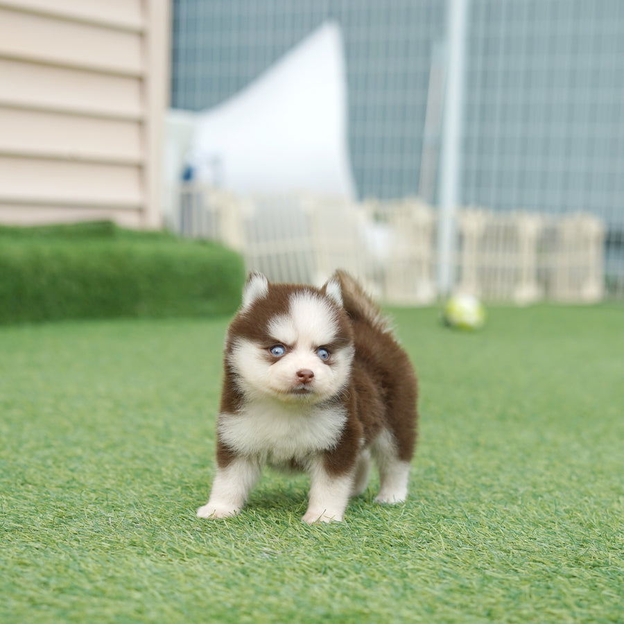 Pomsky - Rusty