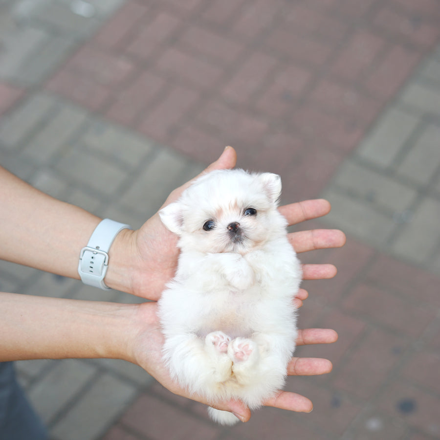 Maltese - Brooklyn