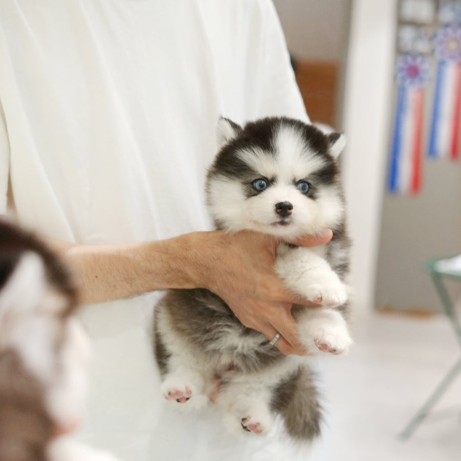 Pomsky - Roy
