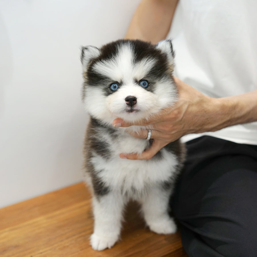 Pomsky - Roy