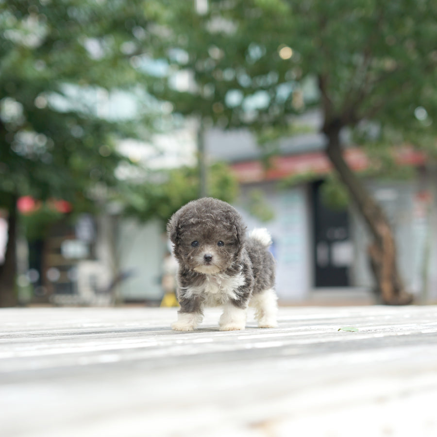 Tiny Poodle - Lauren