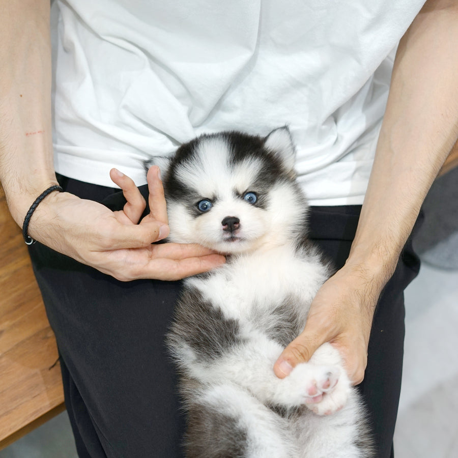 Pomsky - Roy