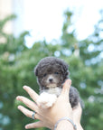 Tiny Poodle - Lauren