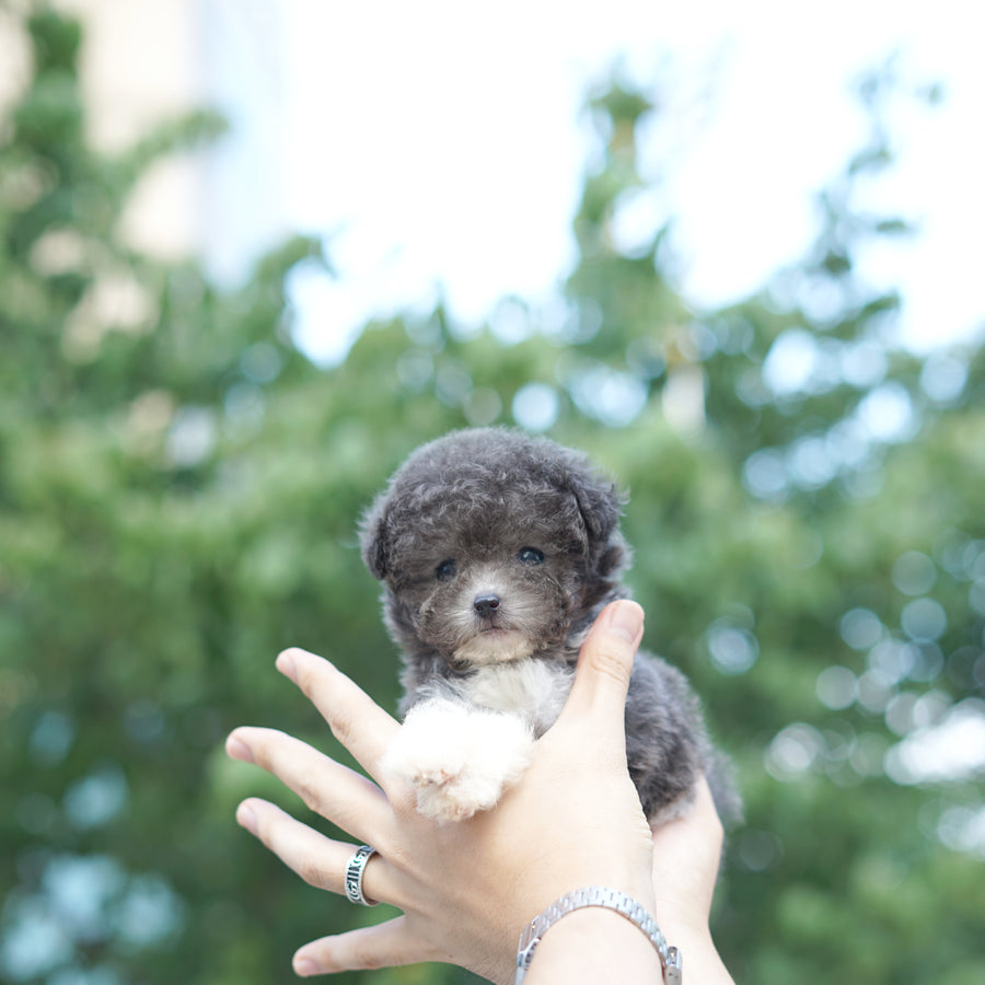 Tiny Poodle - Lauren