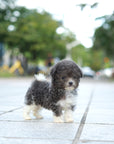 Tiny Poodle - Lauren