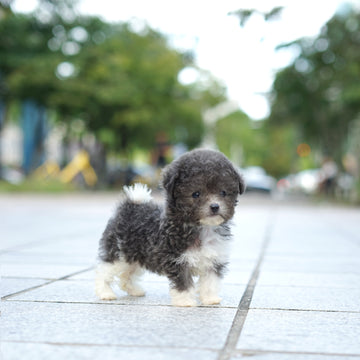 Tiny Poodle - Lauren