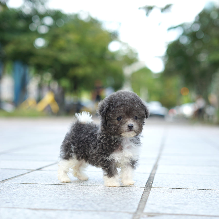 Tiny Poodle - Lauren