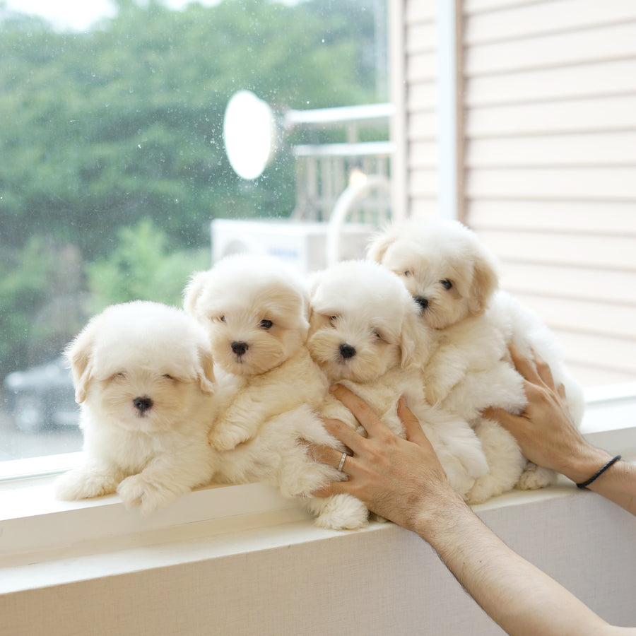 Coton de Tulear - Nox